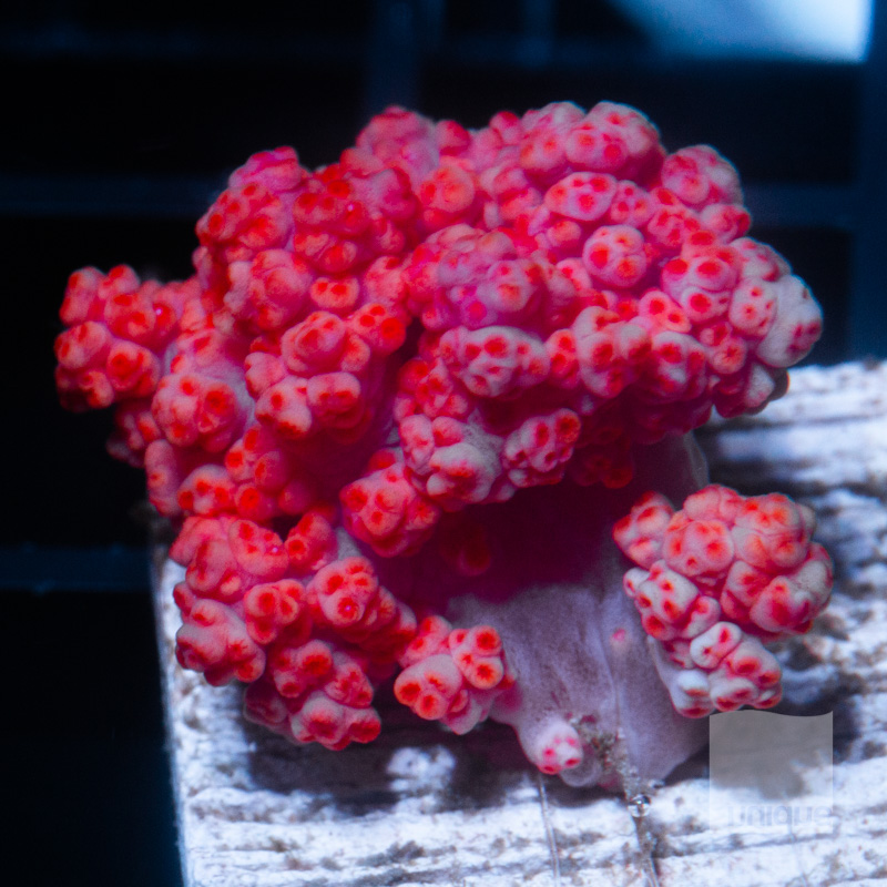 Carnation Coral 52 31 (1).jpg