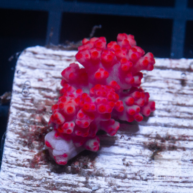 Carnation Coral 52 31.jpg