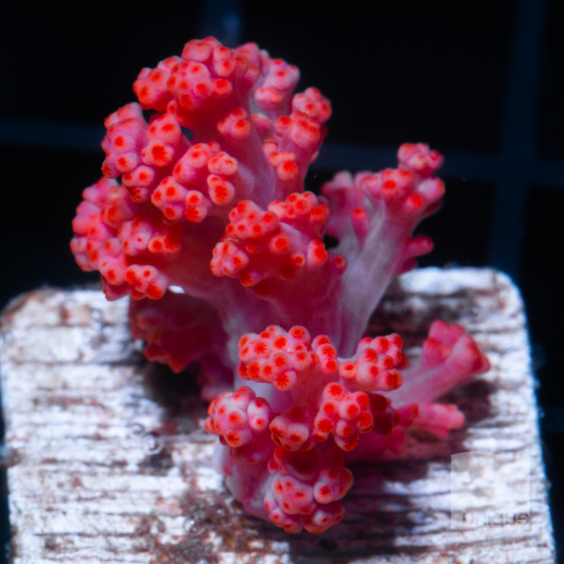 Carnation Coral 52 32.jpg