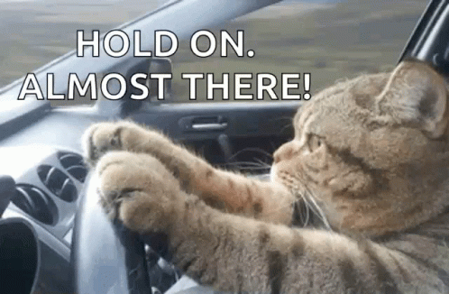 cat-driving-serious.gif