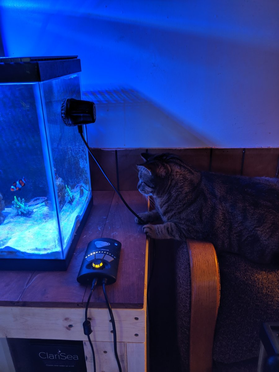 cat-fish 4.jpg