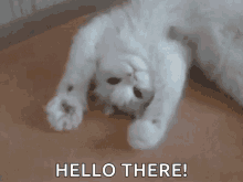 cat hello.gif
