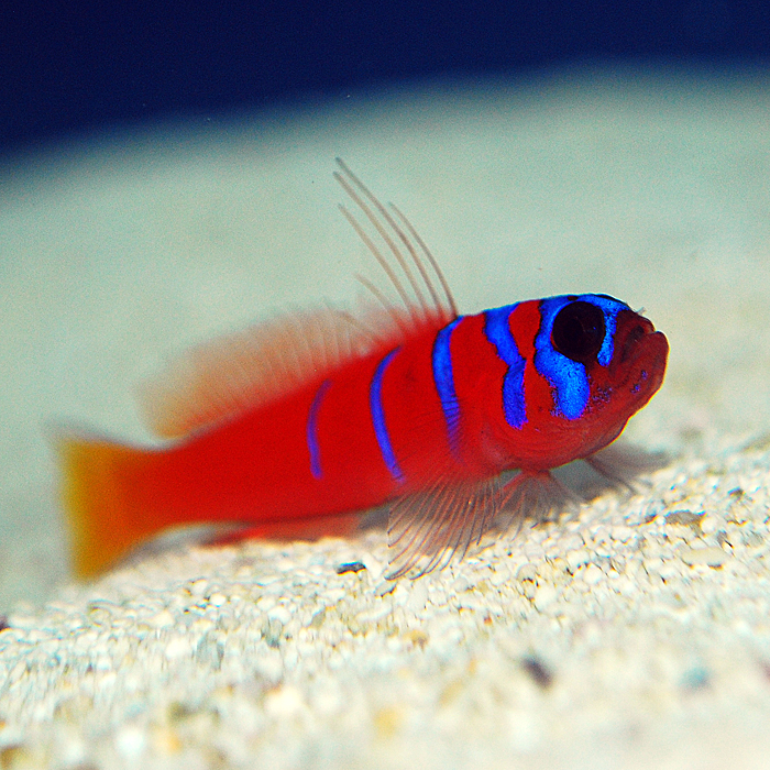 California Catalina Goby Reef2Reef