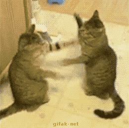 CatFight.gif