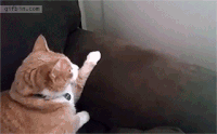 CatPeekaboo.gif