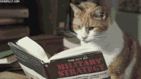 CatReading.gif