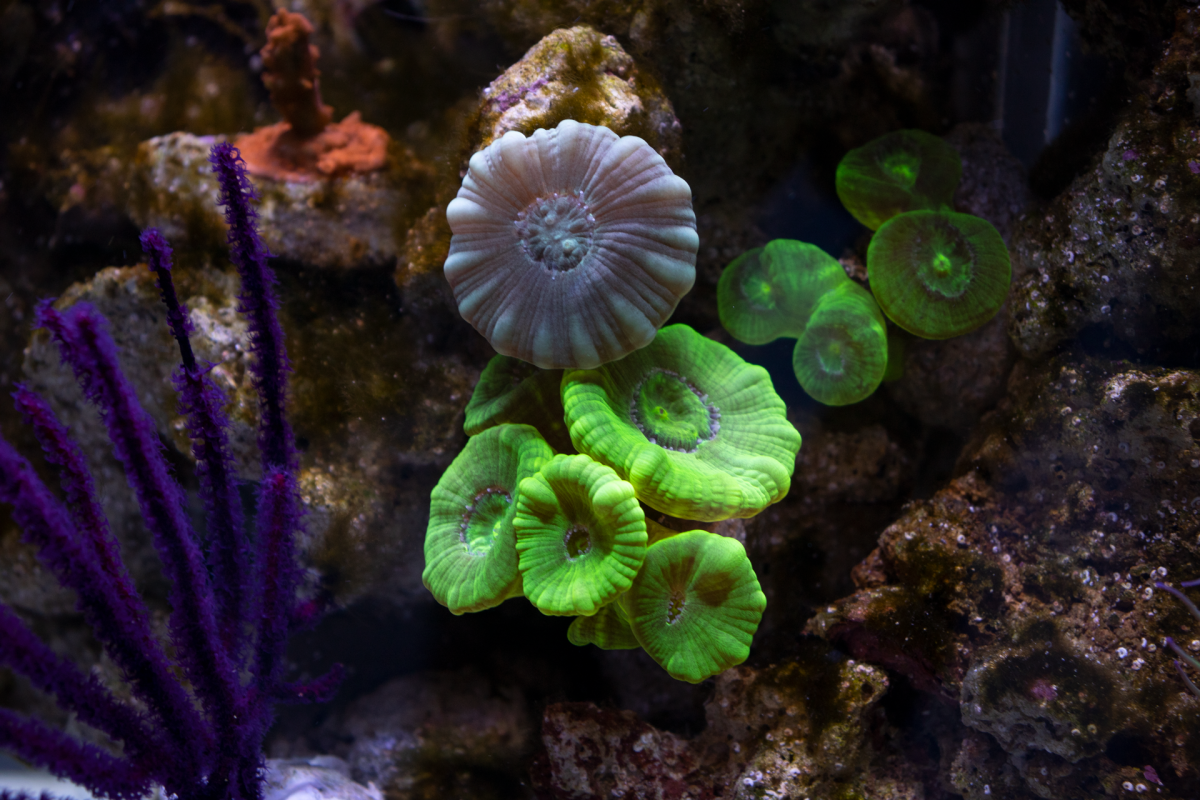 Caulastrea.png