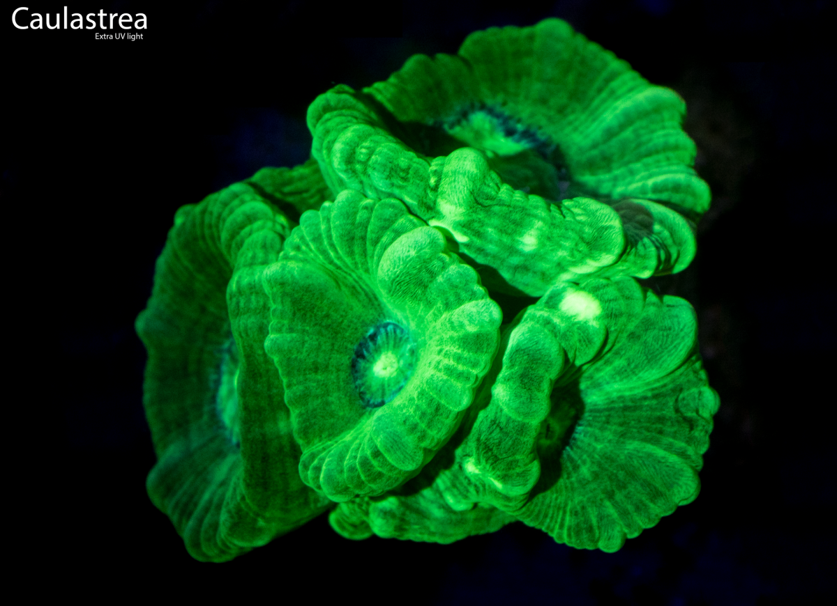 Caulastrea-UV.png