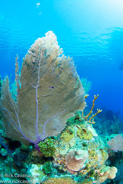 CAY_7571.jpg