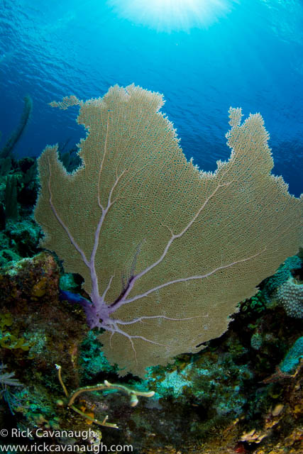 CAY_7741.jpg