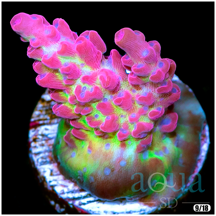 CB Maleficient Chunky Encrusted Frag.png