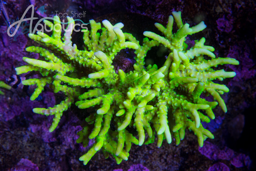 Pre MACNA Coral Sale!!!! SPS and Zoas including *New Releases ...
