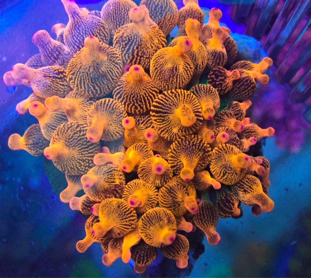 cc anemone.jpg