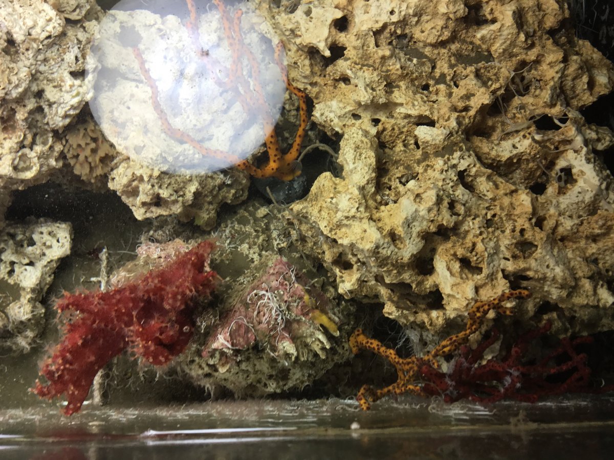 Detritus on Macro Algae | REEF2REEF Saltwater and Reef Aquarium Forum