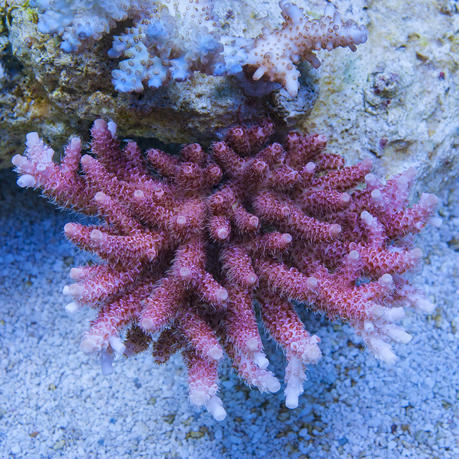 CCD_1796.jpg