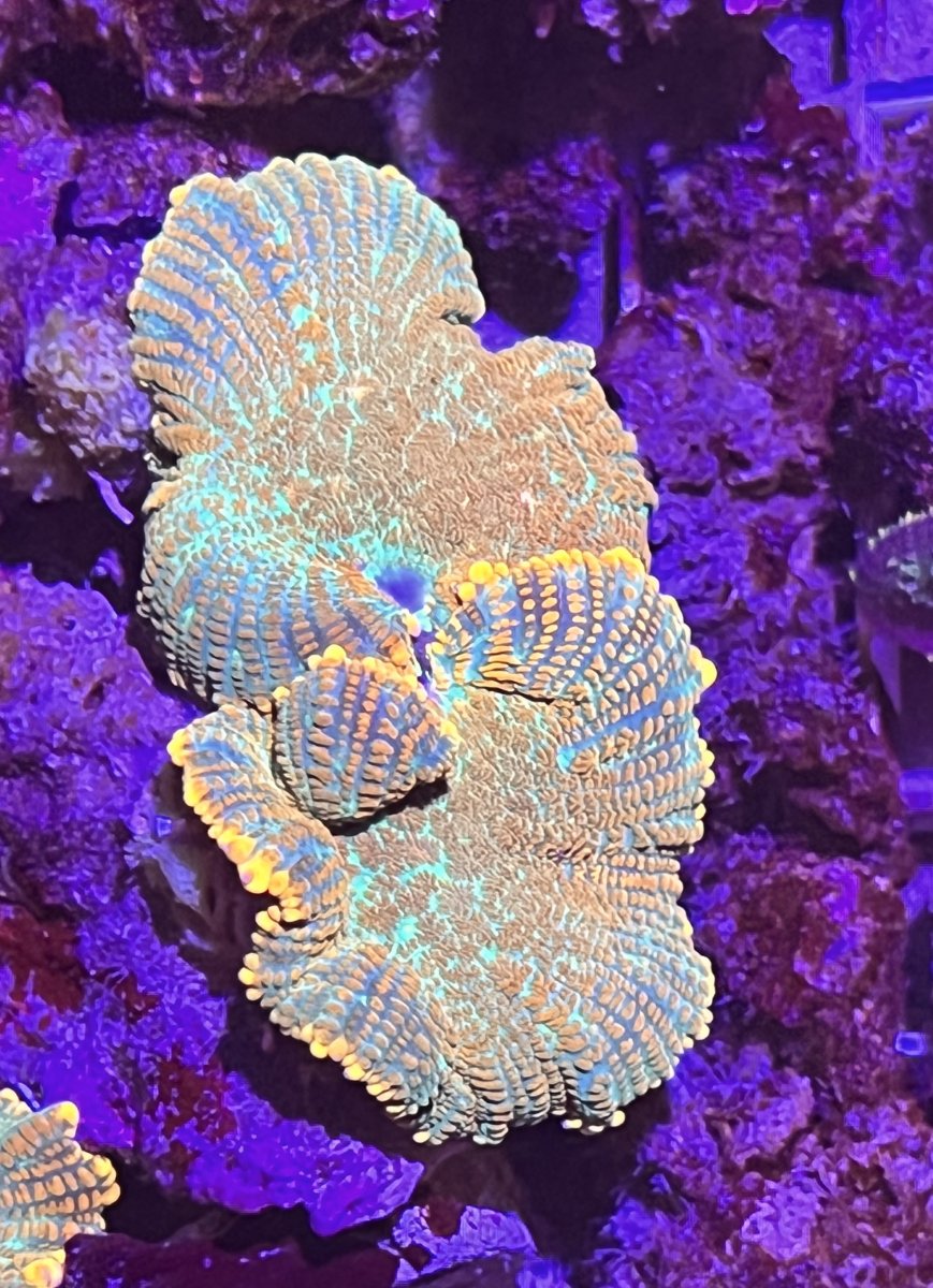 mardi gras reef