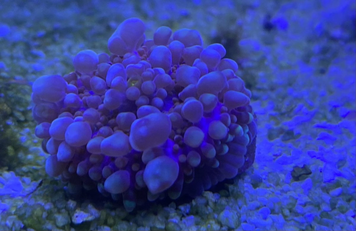 Regular Yuma or bounce Yuma? | Reef2Reef