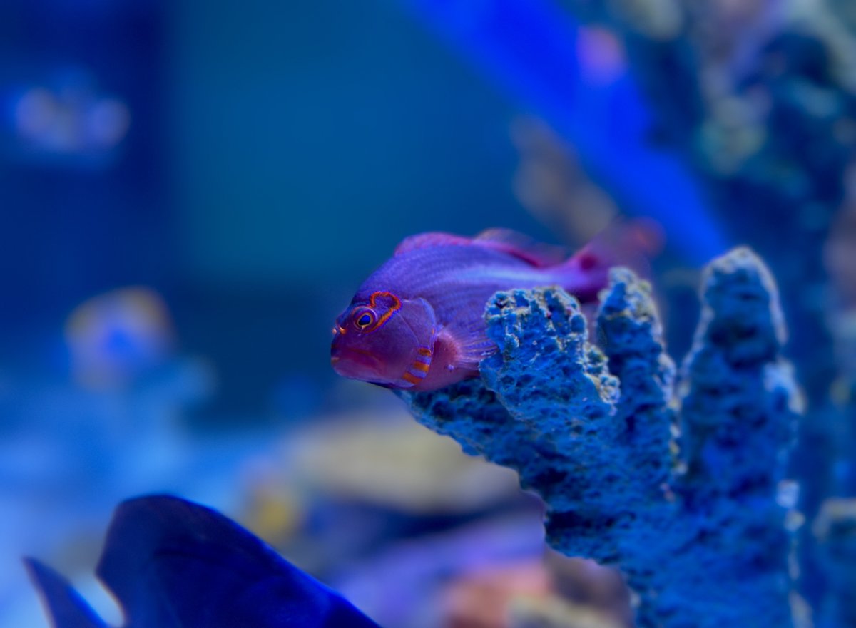 Jan 2023 POTM: Uncommon fish in your tank | Reef2Reef