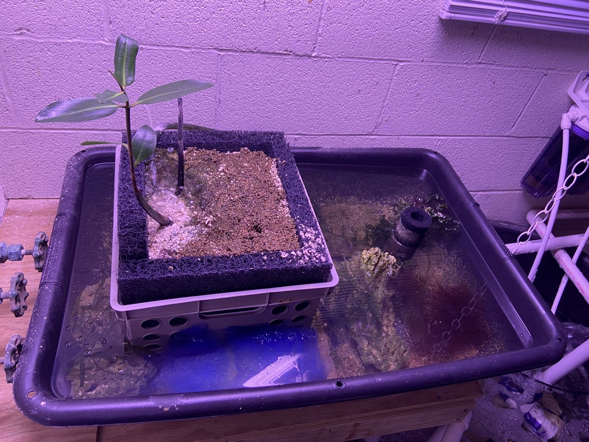 Experimenting with Specialty Refugiums | Reef2Reef