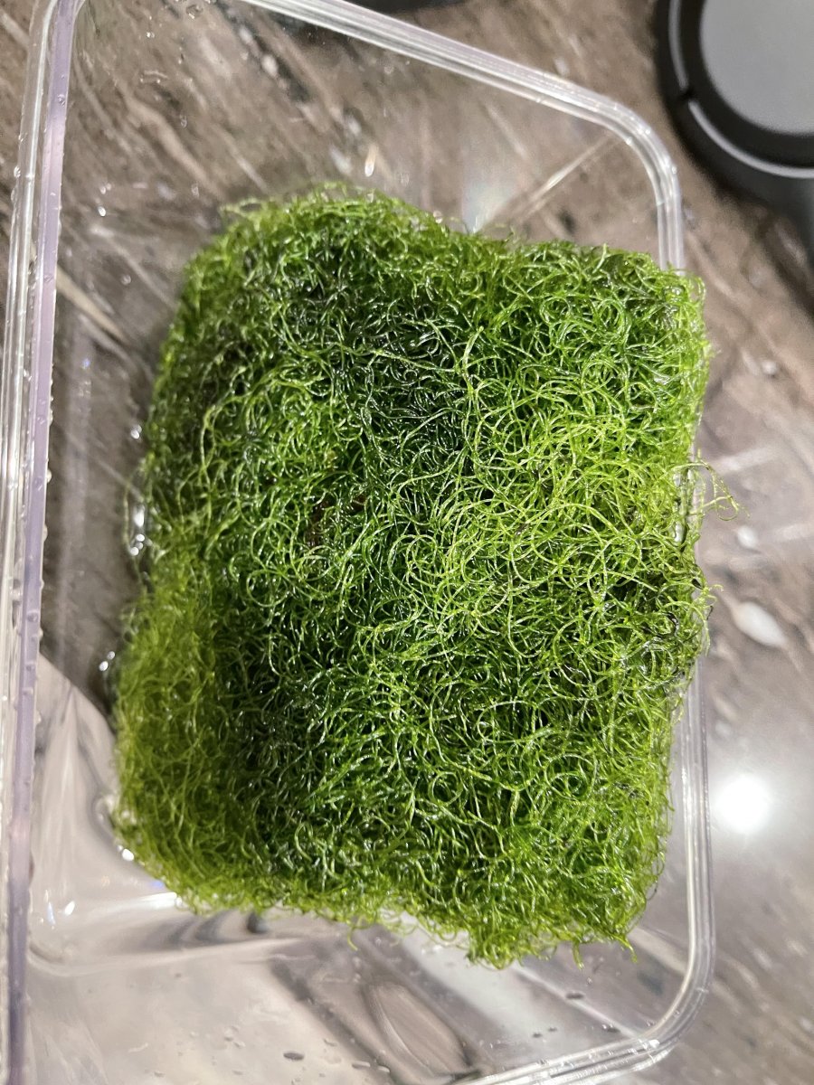 Chaeto 1.jpg