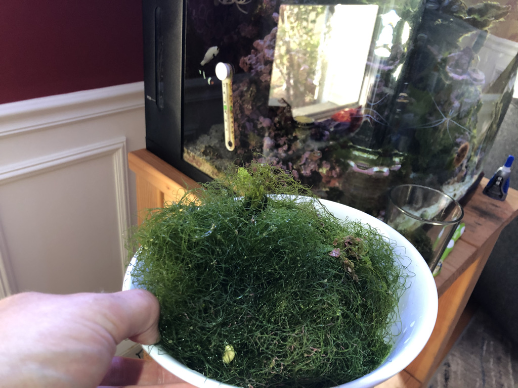 chaeto bowl.jpeg
