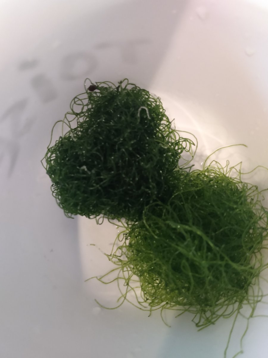 Chaeto turning dark green? | Reef2Reef