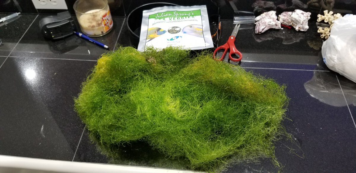 Chaeto.jpg