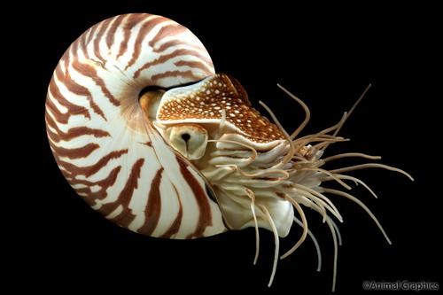Chambered Nautilus B.jpg