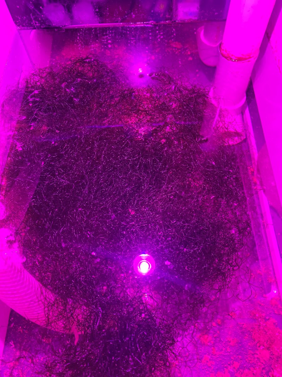 QUESTION OF THE DAY - To fuge or not to fuge: Have you had a refugium ...
