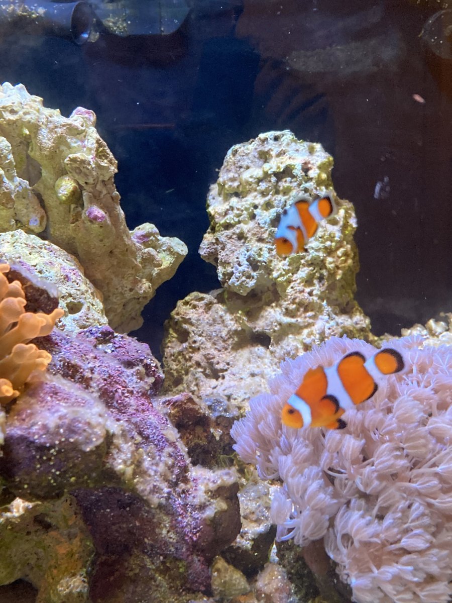 Cheeto and Nemo.jpg