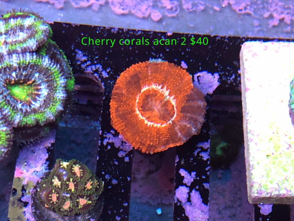 cherry acan 2.jpg