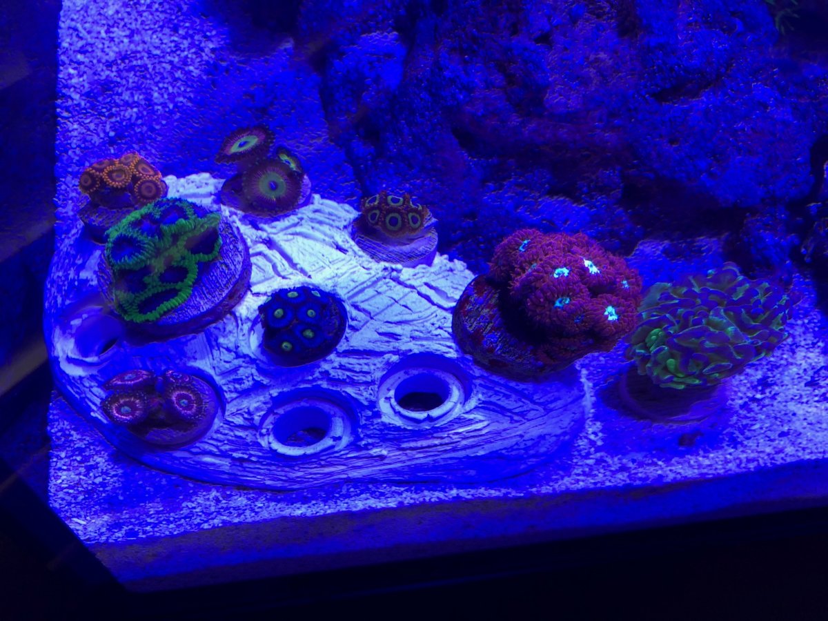 Cherry frags.jpg