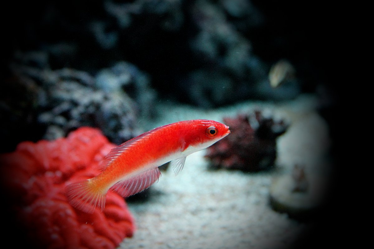 cherrywrasse.jpg