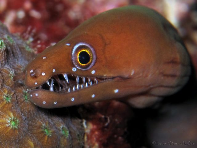 chestnut eel.jpg