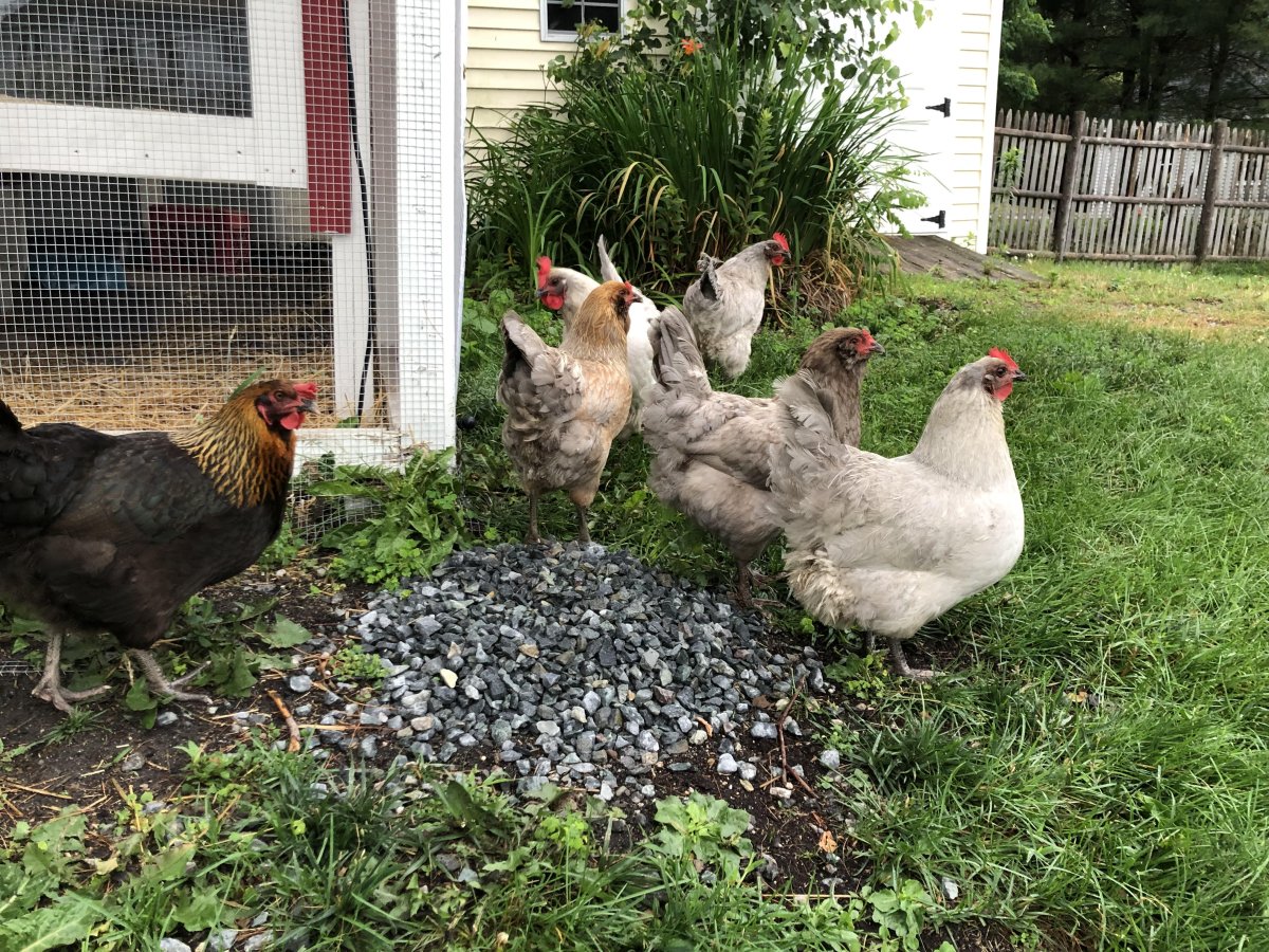 chicken pic.jpg