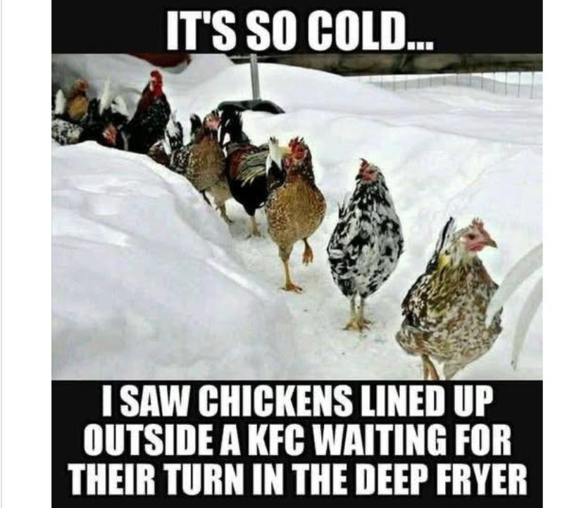 Chickens.jpg