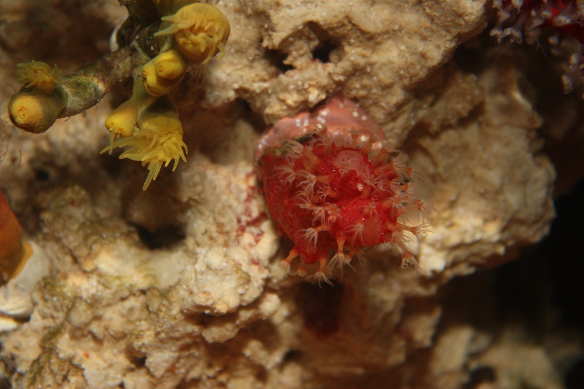chilli coral.jpg
