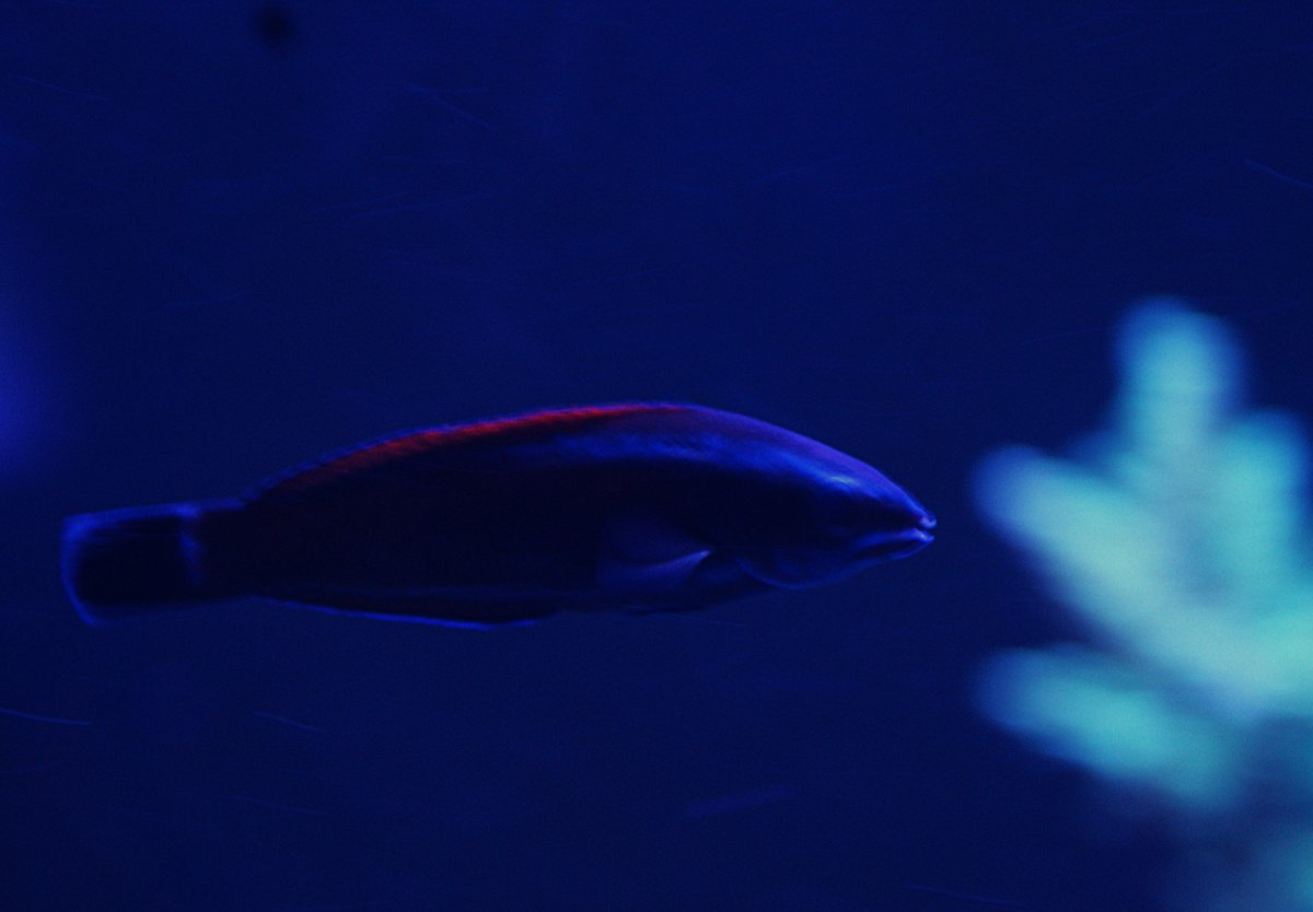 Chisel tooth wrasse.jpeg