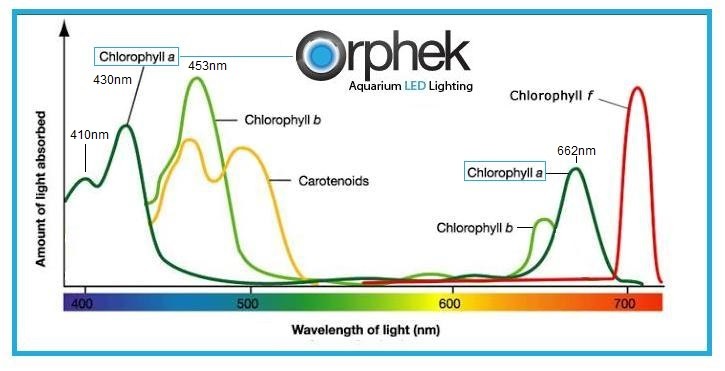 Chlorophyll-a-and-b-spectrum-corals.jpg