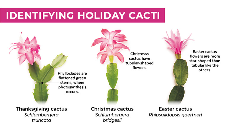 Christmas-cactus-vsThanksgiving-cactus.jpg