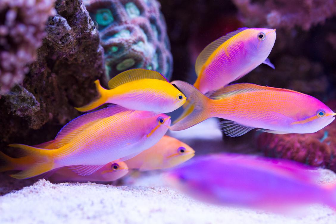 QUESTION OF THE DAY - One fish, two fish, time to count fish! What is ...