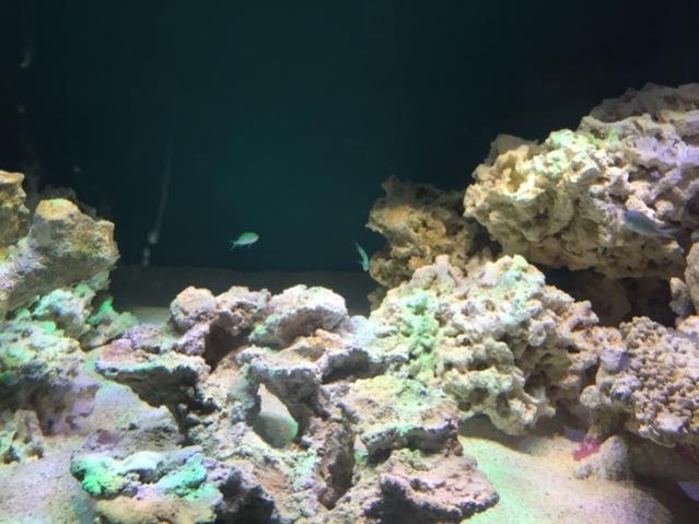 CHROMIS.jpg