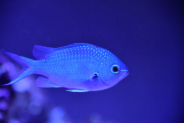 chromis.JPG