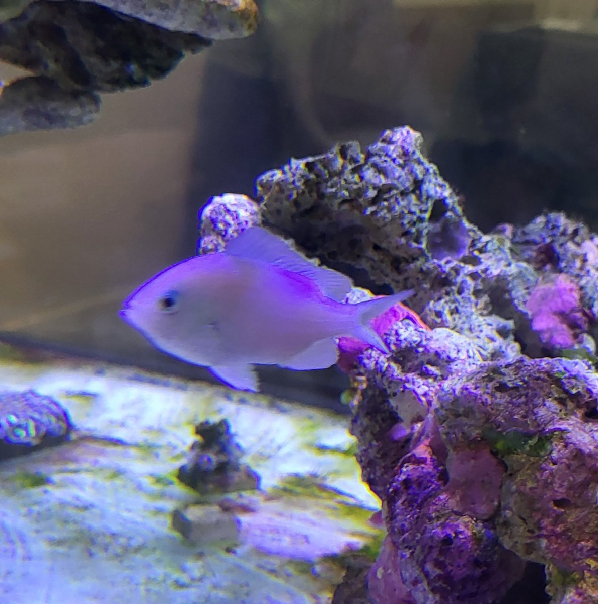 chromis.jpg