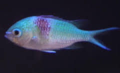 chromis.jpg
