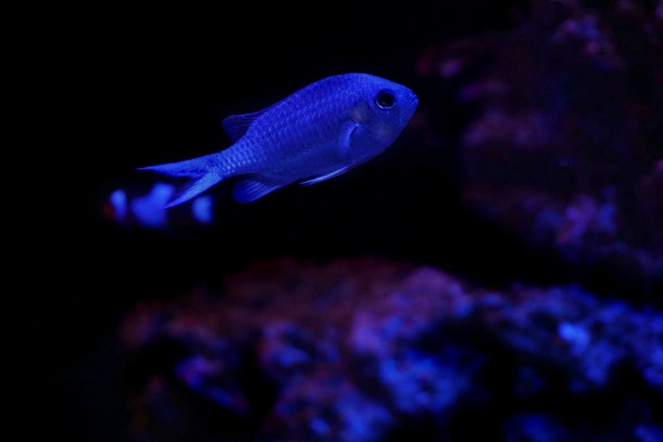 chromis.jpg