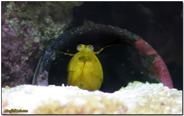 ciliata6.jpg