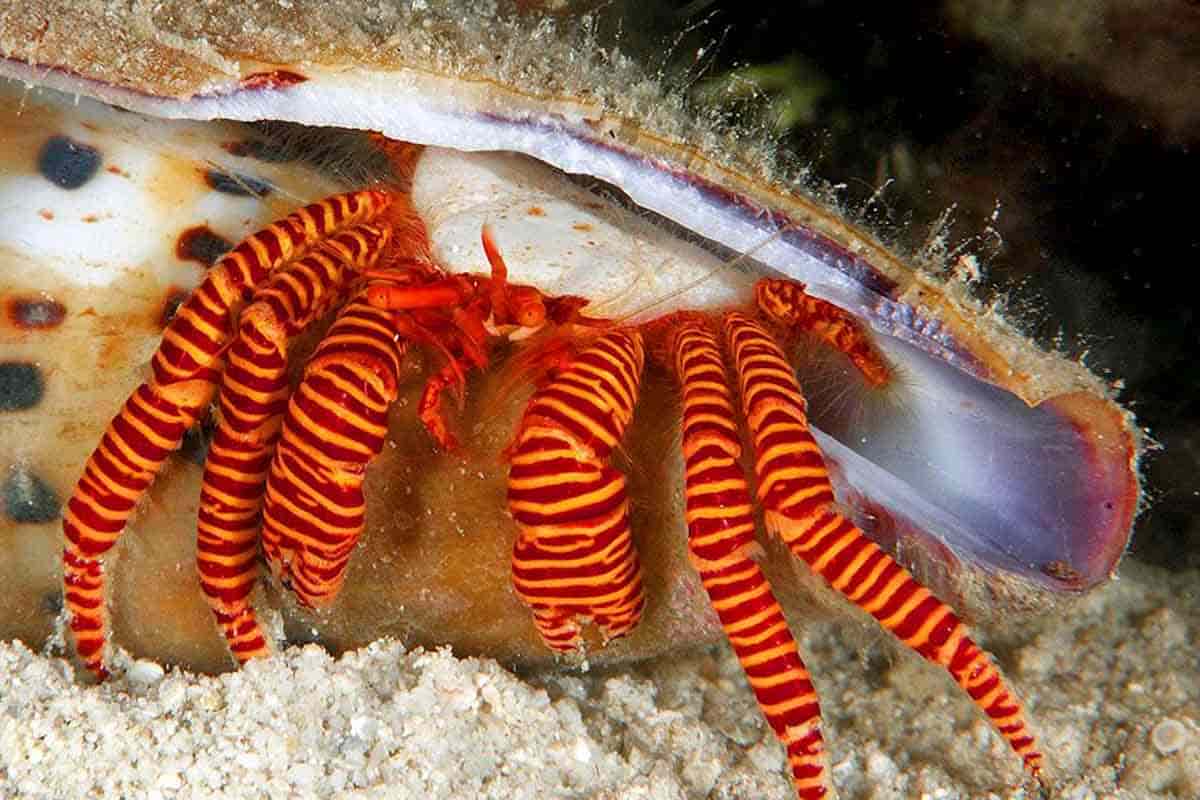 Ciliopagurus Strigatus (Reef Safe) 4.jpeg