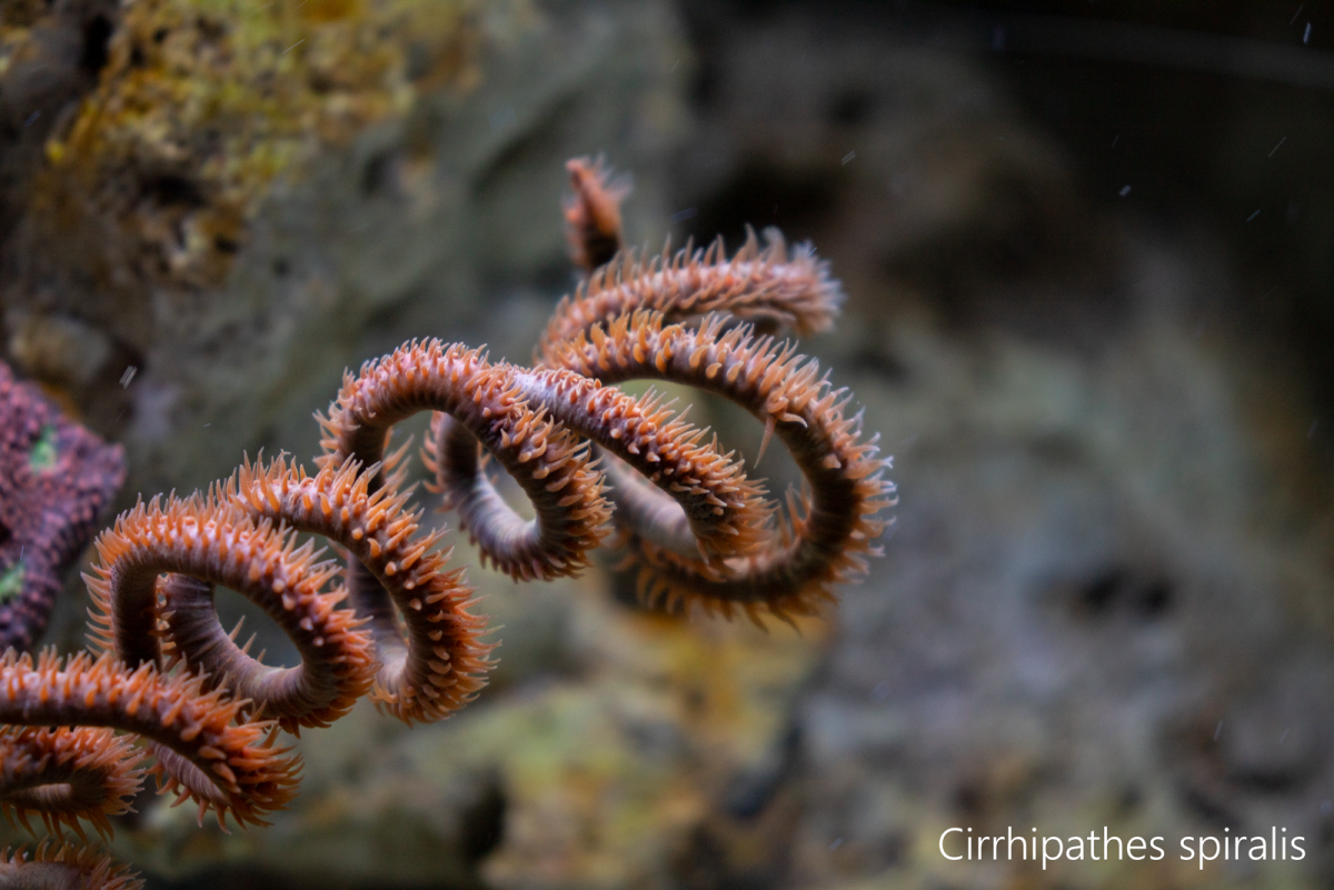 Cirrhipathes-spiralis.png