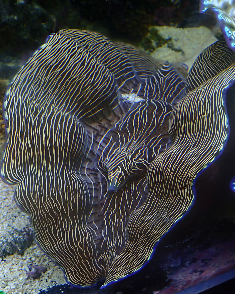 clam-1.jpg